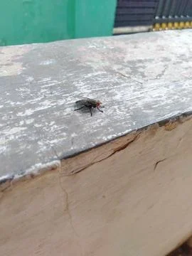 Object flies Stock Photos