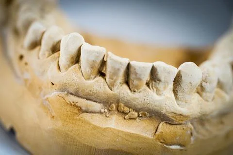 Object image of a dental impression Stock Photos