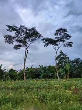 Object photo of 2 big trees around the garden surrounded by lots of garden .. Stock Photos