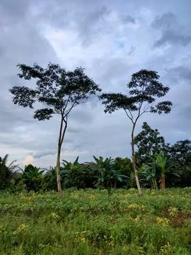 Object photo of 2 big trees around the garden surrounded by lots of garden .. Stock Photos