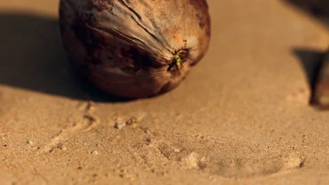 Object on sandy surface with dried appearance near a rocky area Stock Footage 339503701