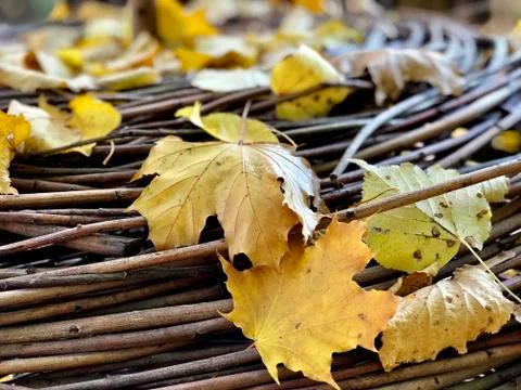 Object from twigs with fall leaves, close up Stock Photos