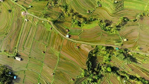 The object of the UNESCO world heritage rice terraces Jatiluwih. Stock Footage 128393095