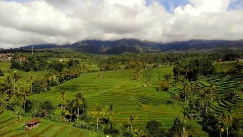 The object of the UNESCO world heritage rice terraces Jatiluwih.  Stock Footage 128393396