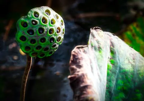 Object/nature Stock Photos