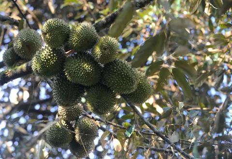 Objects and nature Foto stock