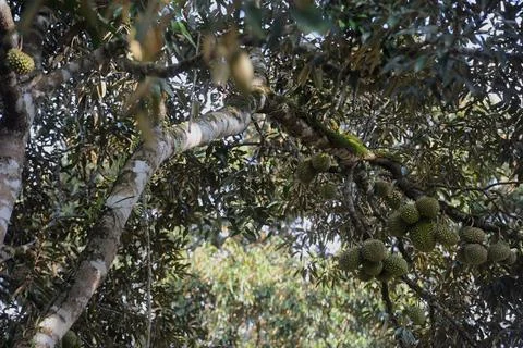 Objects and nature Foto stock