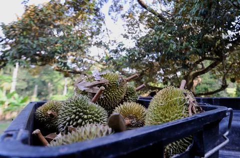 Objects and nature Foto stock