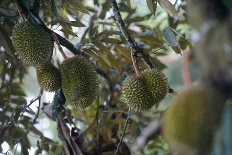 Objects and nature Foto stock