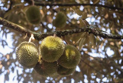 Objects and nature Foto stock