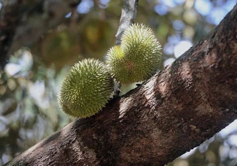 Objects and nature Foto stock