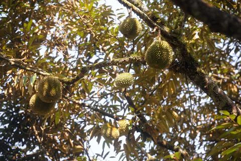 Objects and nature Stock Photos