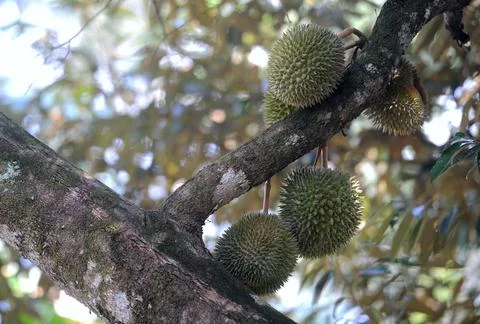 Objects and nature 库存照片