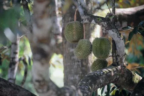 Objects and nature Stock Photos
