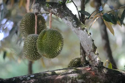 Objects and nature 写真素材