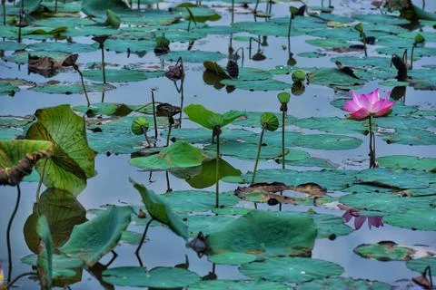 Objects and nature Stock Photos