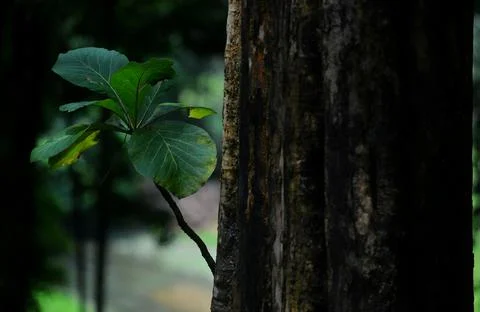 Objects and nature Stock Photos