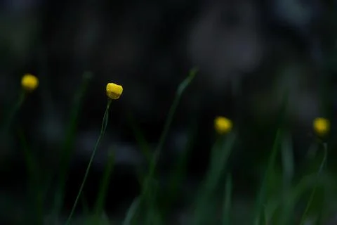 Objects and nature Stock Photos