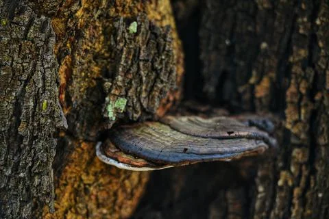 Objects and nature Stock Photos