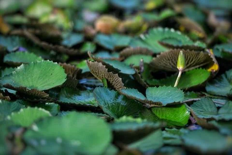 Objects and nature Stock Photos