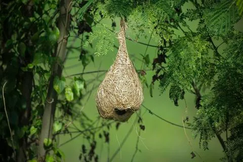 Objects and wildlife Stock Photos