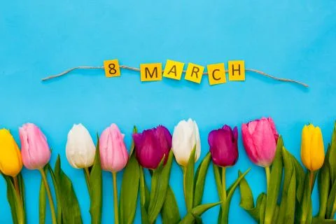 Objects isolated on blue background tulips 8 march congratulations Stock Photos