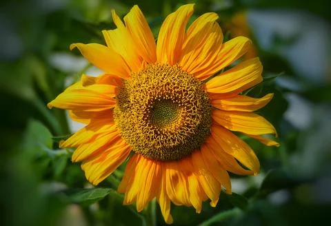 Objects/nature Foto stock