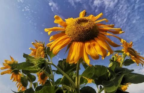 Objects/nature Stock Photos