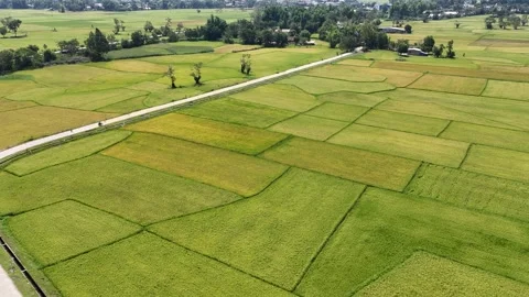 Oblique aerial of rice fields and winding rural road in Lak, Dak Lak, Vietnam Vídeo Stock 339174496