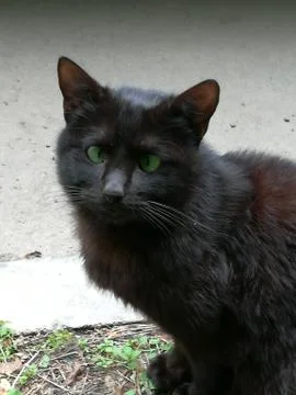 Oblique cat 스톡 사진