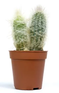 Oblong, hairy cactus in a brown pot on a white background. Head of an old man C Stock Photos