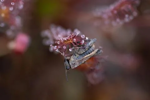 Oblong leaved sundew Drosera intermedia with a grasshopper Orthoptera as prey Fotos de archivo