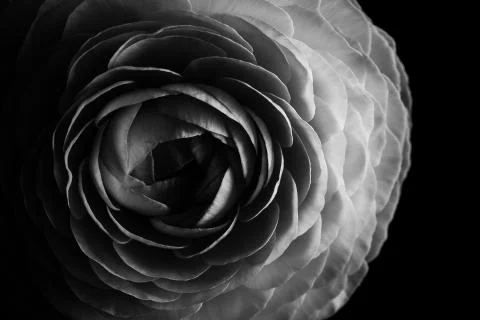 Obscure black ranunculus. Close up Stock Photos