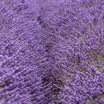An obscured pathway between rows of Lavender Stock Photos