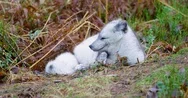 Observant Arctic Fox Lying At Forest Floor In The Late Fall Stock Footage