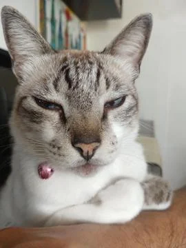 Observant cat Stock Photos