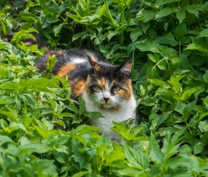 Observant, charming cat lying in the grass in the garden. Stock Photos