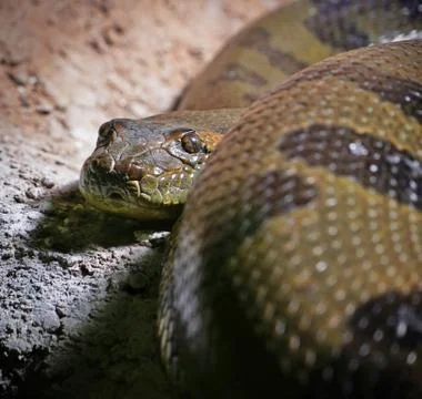 Observant constrictor snake, looking in the camera Stock Photos
