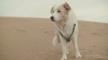 Observant dog watching at beach Stock Footage 85857527