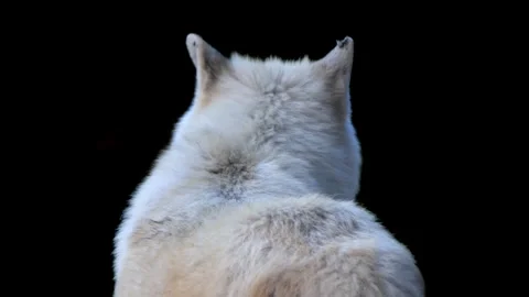 Observant polar wolf on slow-motion footage, white fur visible. Stock Footage 251877956