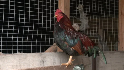 Observant Rooster Stock-Footage 241600044