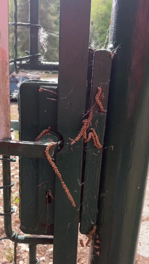 Observation of caterpillars climbing gate with background of autumn park scenery Stock Footage 335355442