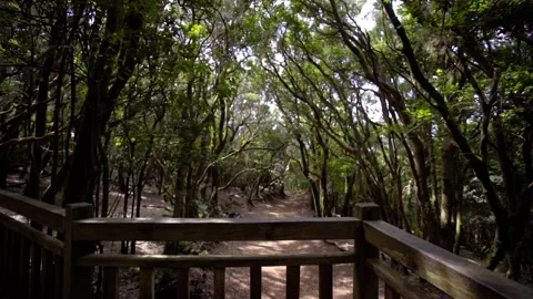 Observation deck in a dense relict forest. Anaga National Park in Tenerife. Stock Footage 229970106
