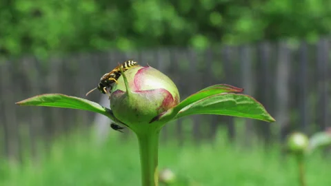 Observation of the life of insects. Insects feed on the sweet juice of the Peony Stock Footage 199034841