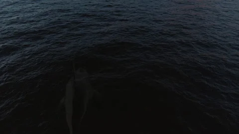 The Observation of Marine Animals Stock Footage 151419384