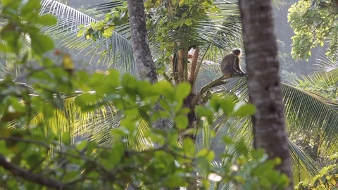 Observation of monkeys in an impassable thicket. Vídeo Stock 123218578