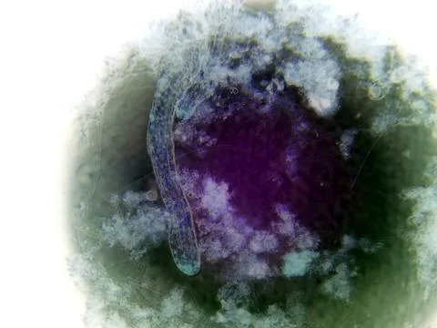 Observation of Nematode Germs Under a Microscope Revealing Intricate Detail.. Foto stock