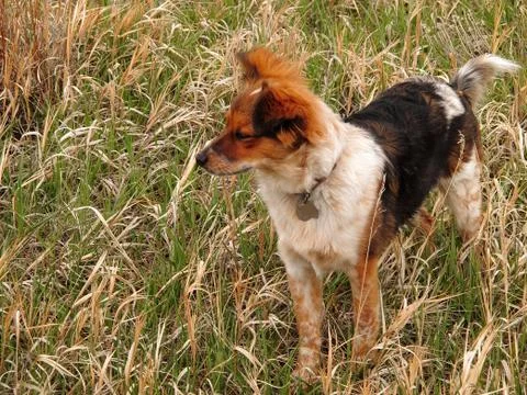 In Observation Pose 写真素材