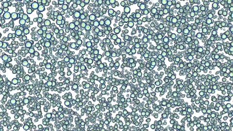 Observation through a microscope of a huge accumulation of microorganisms. 스톡 동영상 146531418