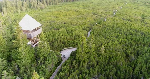 Observation tower above forest and peat bog aerial view Stock Footage 327071888